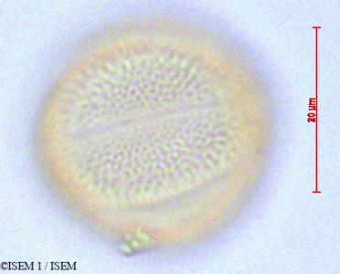 ISEM 1/Minthostachys_mollis_29096/Minthostachys_mollis_29096_0001(copy)_thumb.jpg
